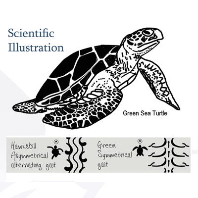 Scientific illustration marketing company
